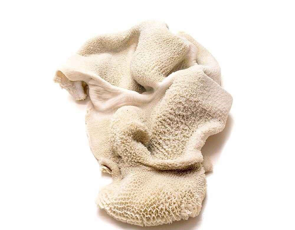 Baby Goat Stomach