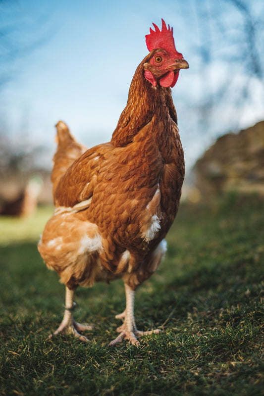 Country/Desi Chicken