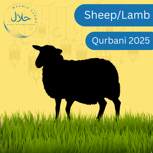 Lamb/Sheep Qurbani